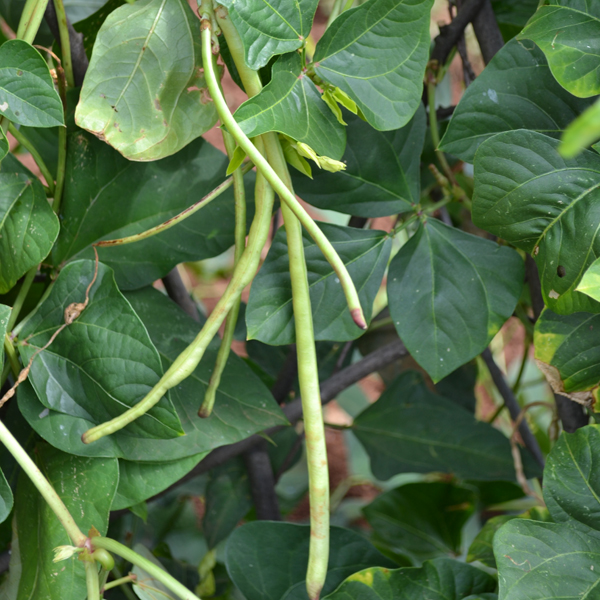 لوبیا چشم بلبلی